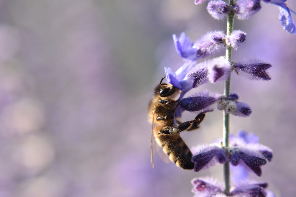 a close up of a flower with a bug on it