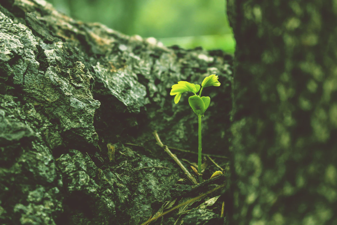 Digital strategy workspace and campaign planning