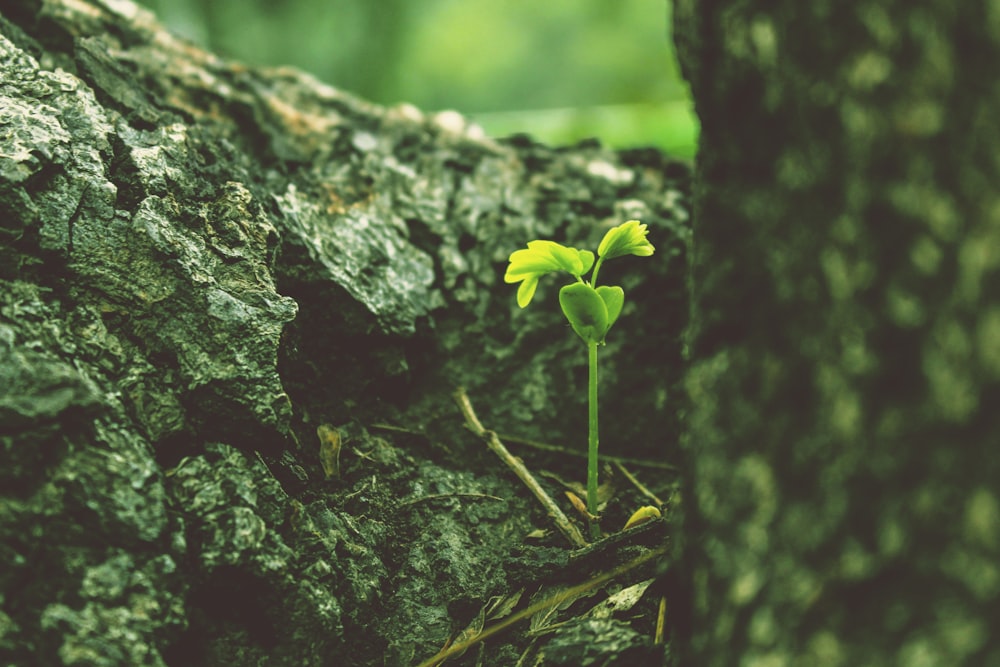 Una pequeña planta que crece de la corteza de un árbol