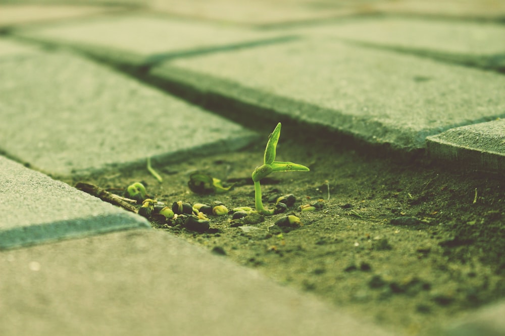 a small green plant sprouting out of the ground