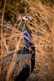 a blue and black bird standing in tall grass
