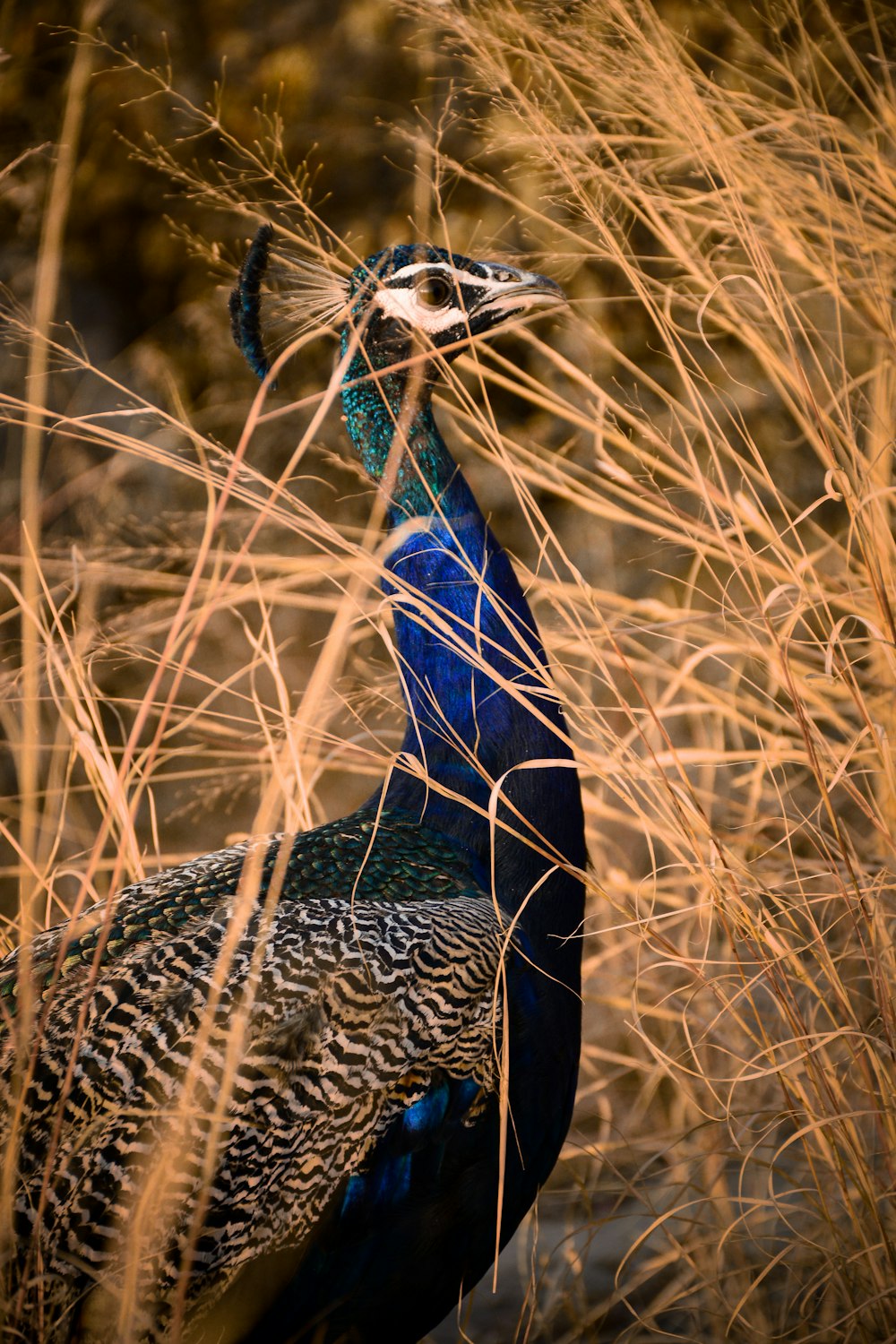 a blue and black bird standing in tall grass