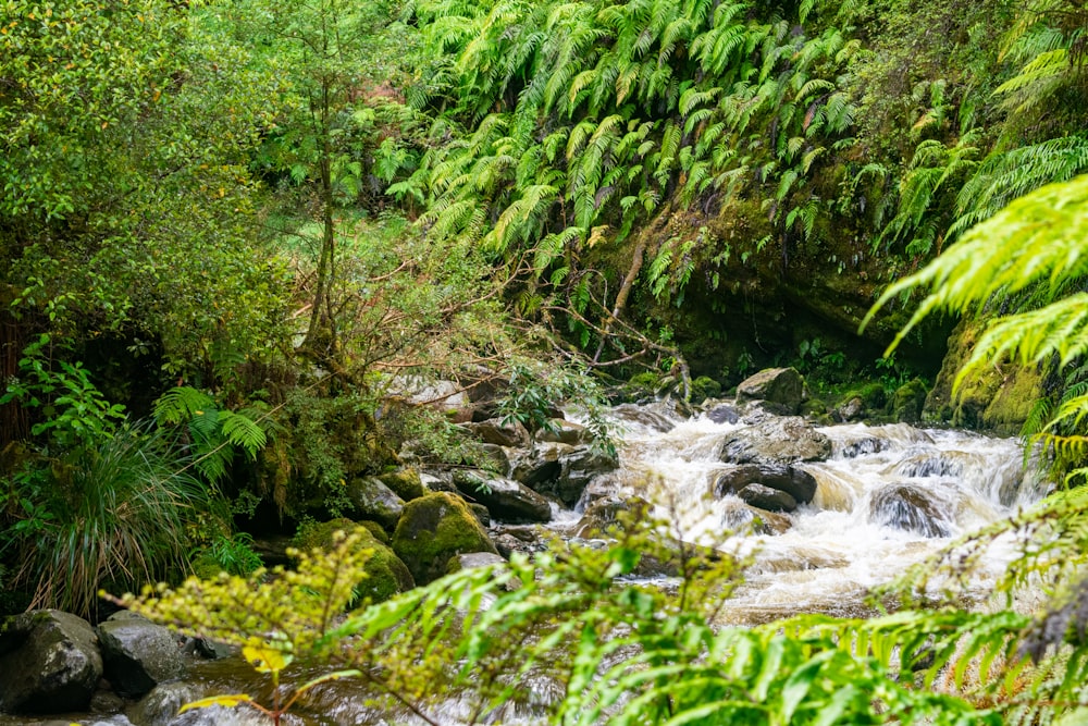 a stream running through a lush green forest