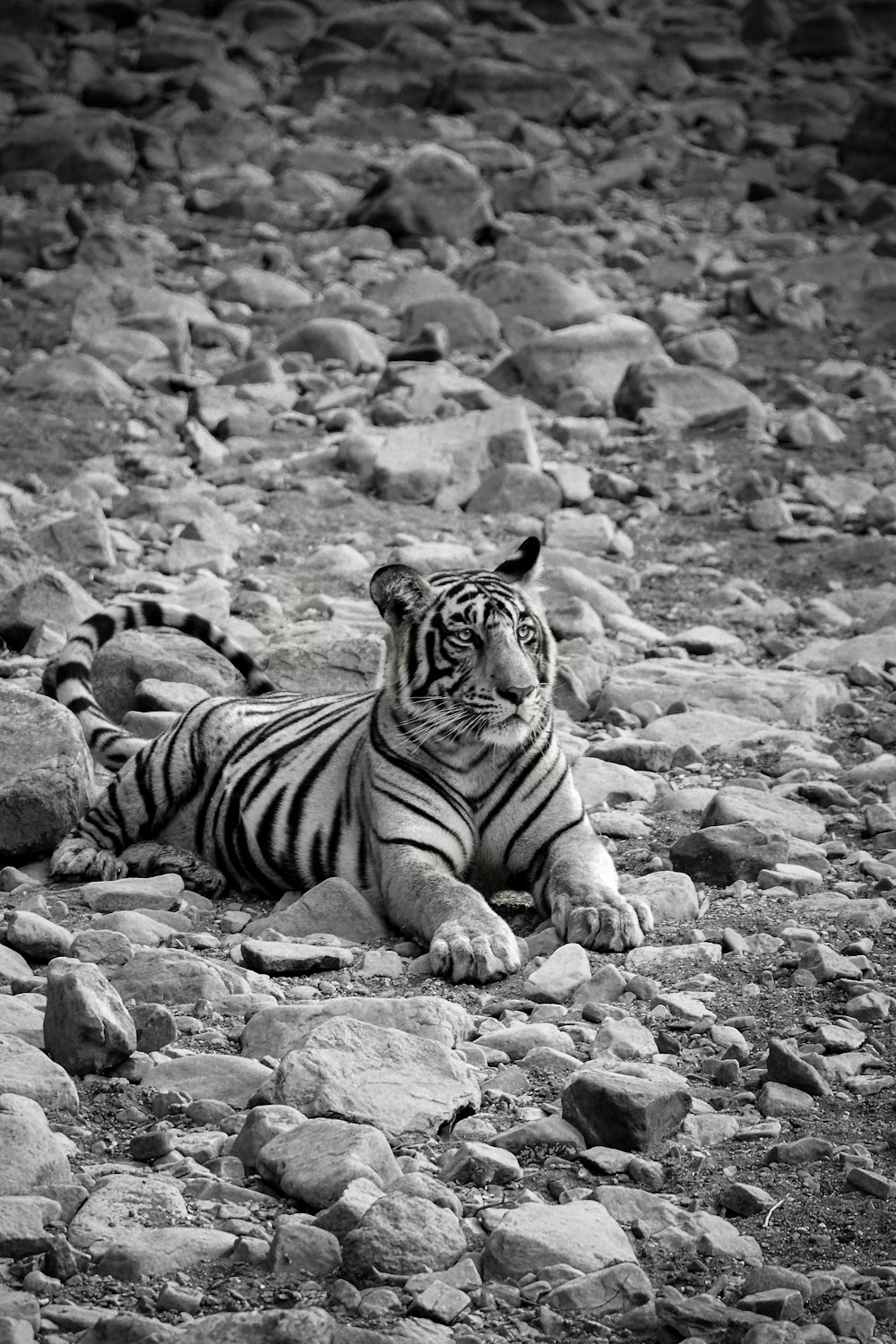 a black and white photo of a tiger laying on rocks