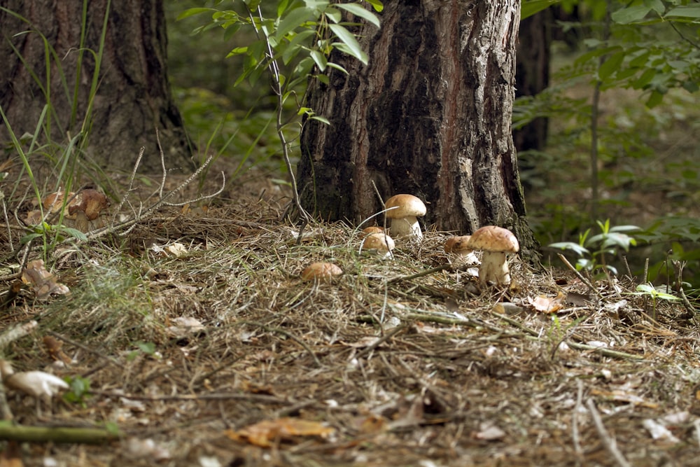 a group of mushrooms sitting on the ground next to a tree