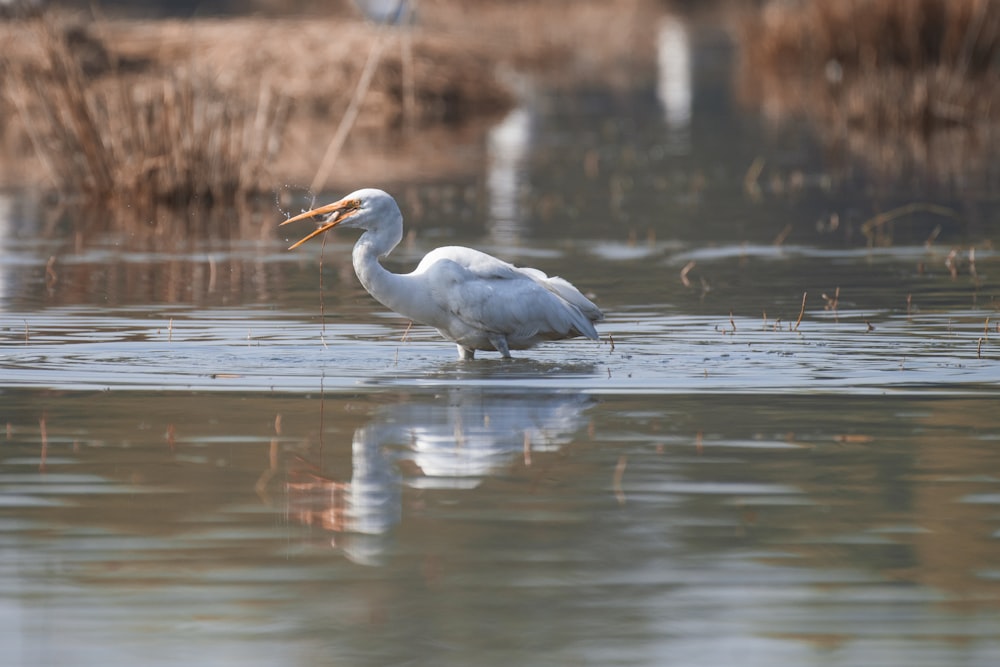 a white bird with a fish in it's mouth