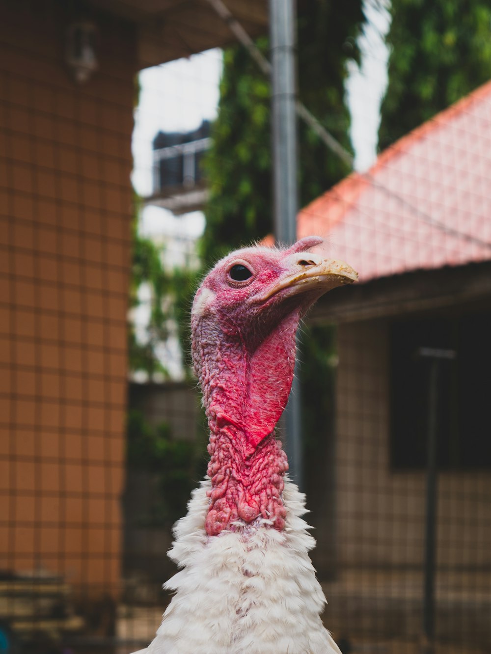 a close up of a turkey near a building