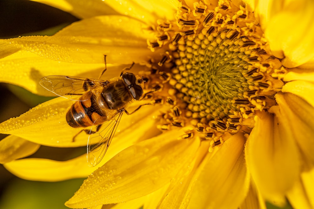 a close up of a bee on a sunflower