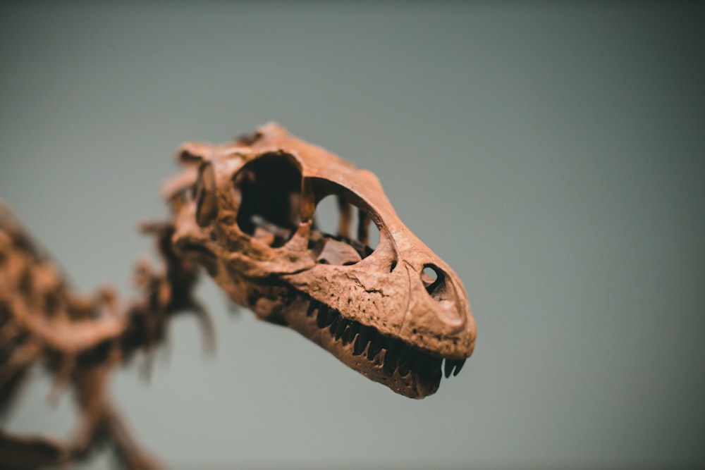 a close up of a dinosaur skeleton with its mouth open