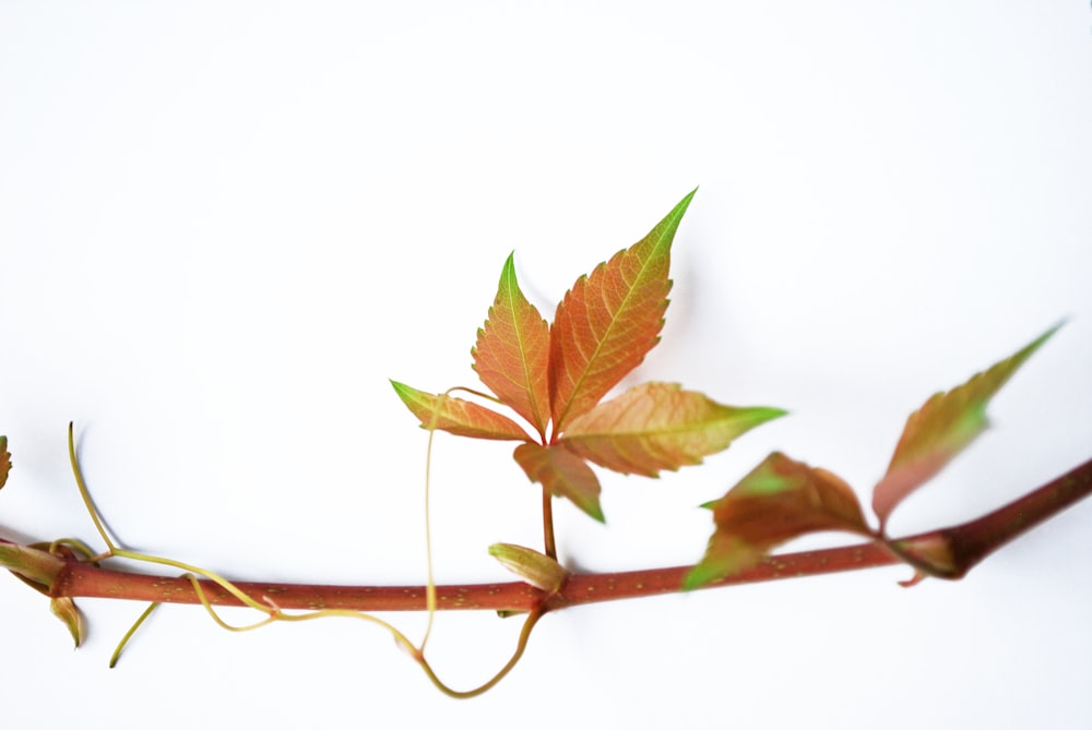 a branch with a single leaf on it