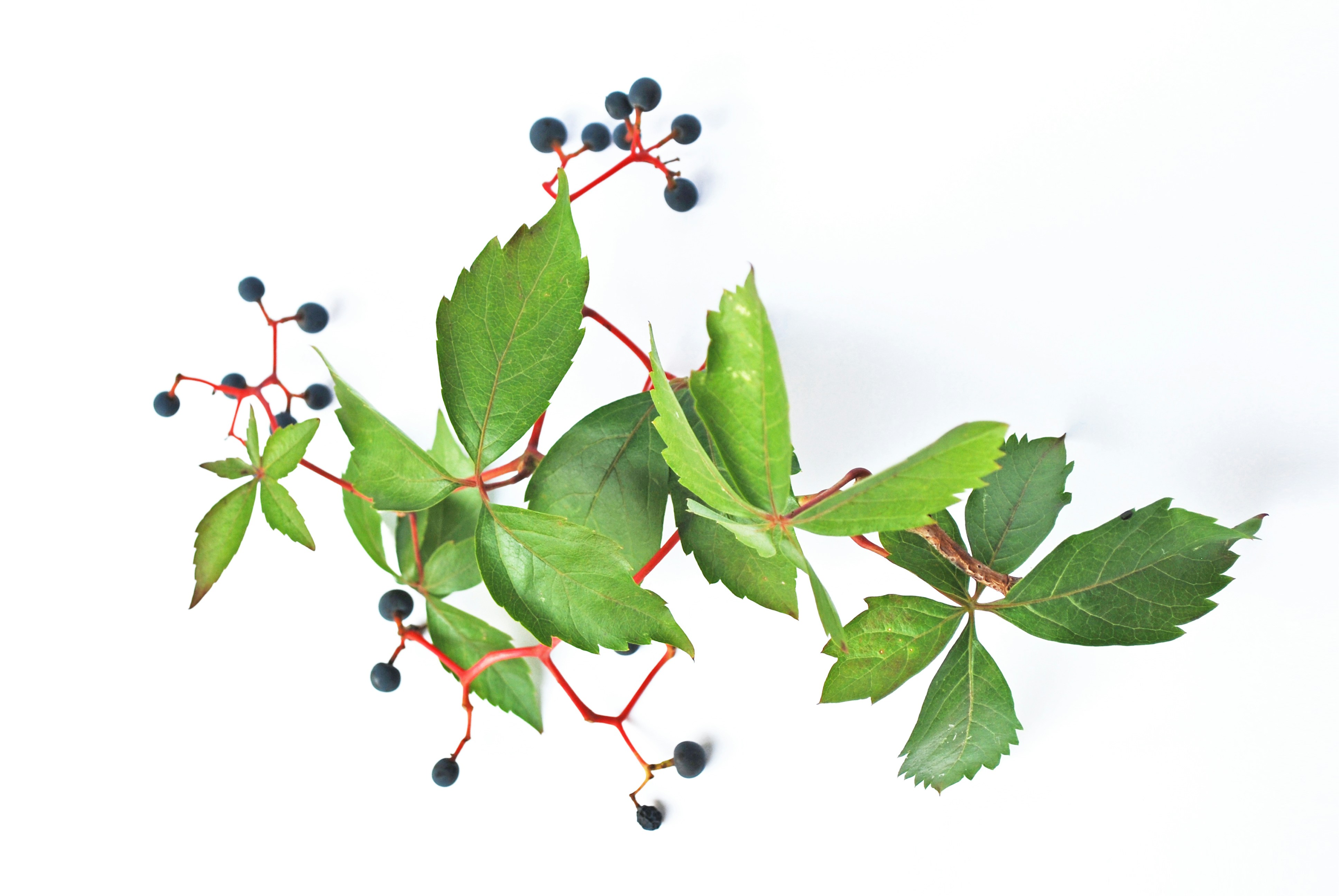 a branch with leaves and berries on it
