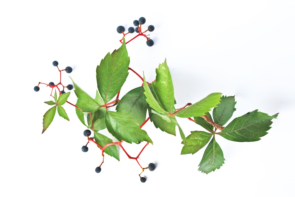 a branch with leaves and berries on it