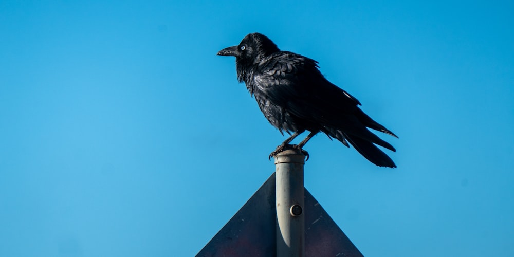 a black bird sitting on top of a metal pole