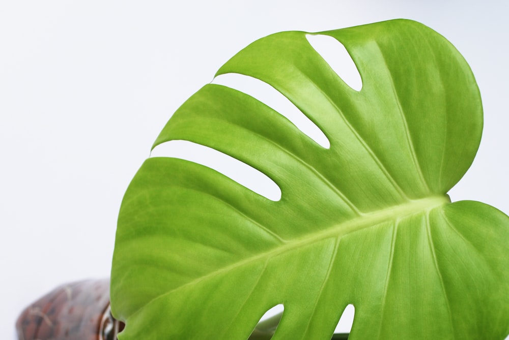 a large green leaf sitting on top of a table