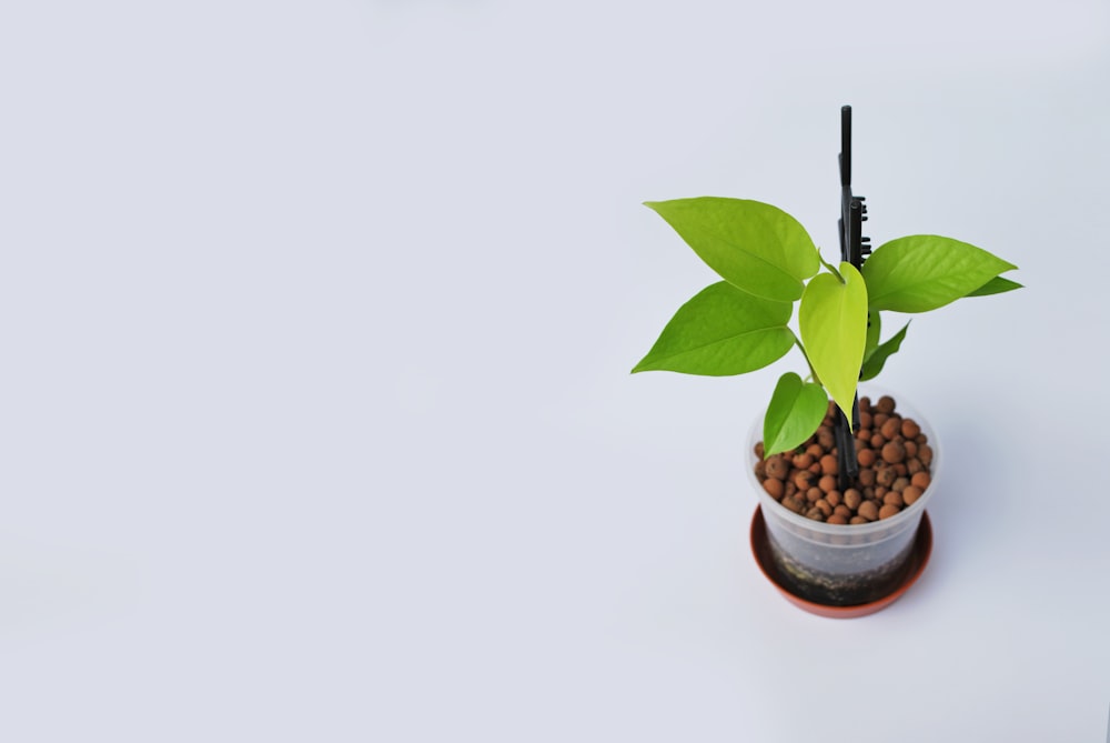 una piccola pianta in vaso con foglie verdi