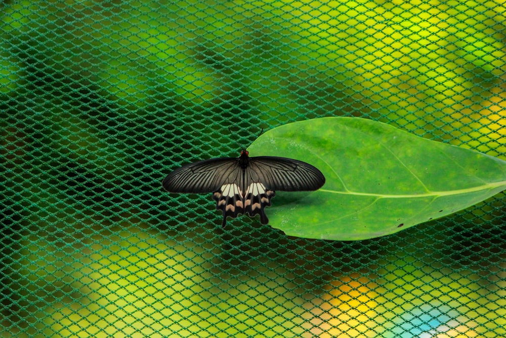 a black and white butterfly resting on a green leaf