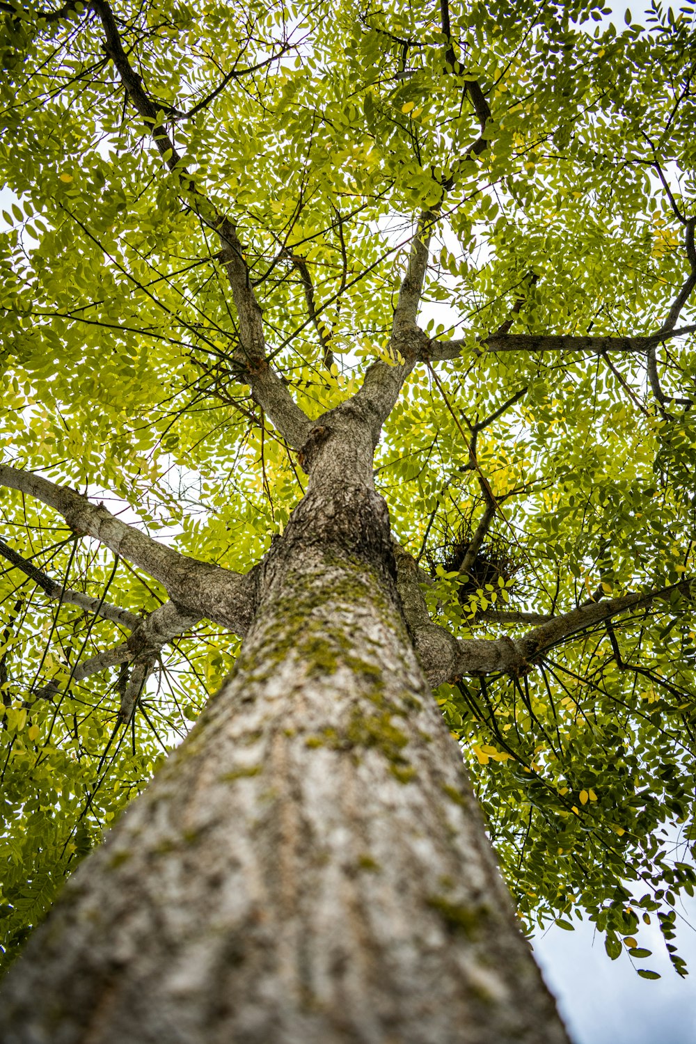 a tree in a forest