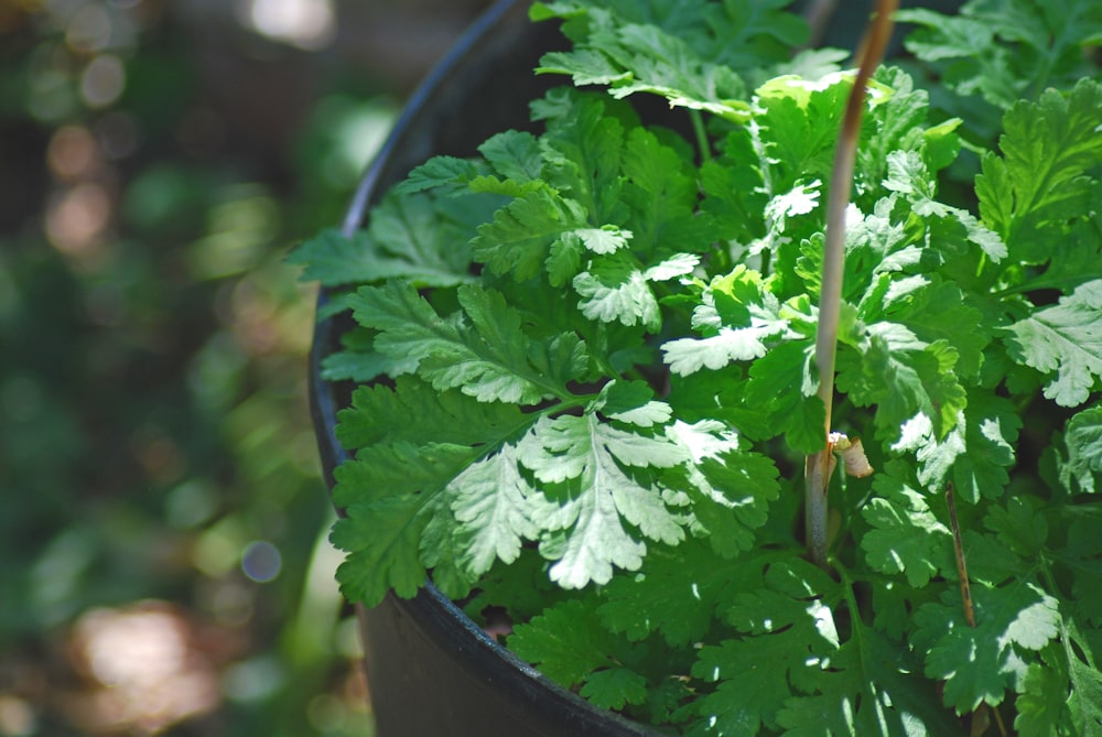 a close up of a plant in a pot