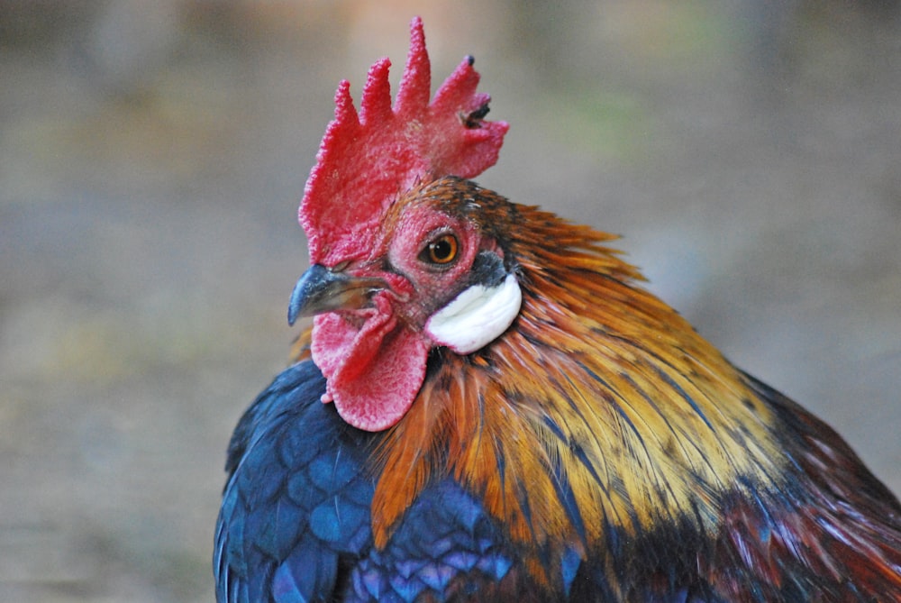 a close up of a rooster with a red comb