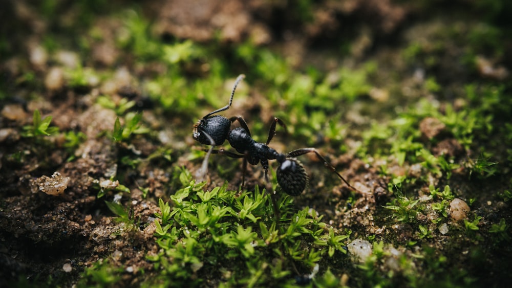 a black ant ant standing on top of a lush green field