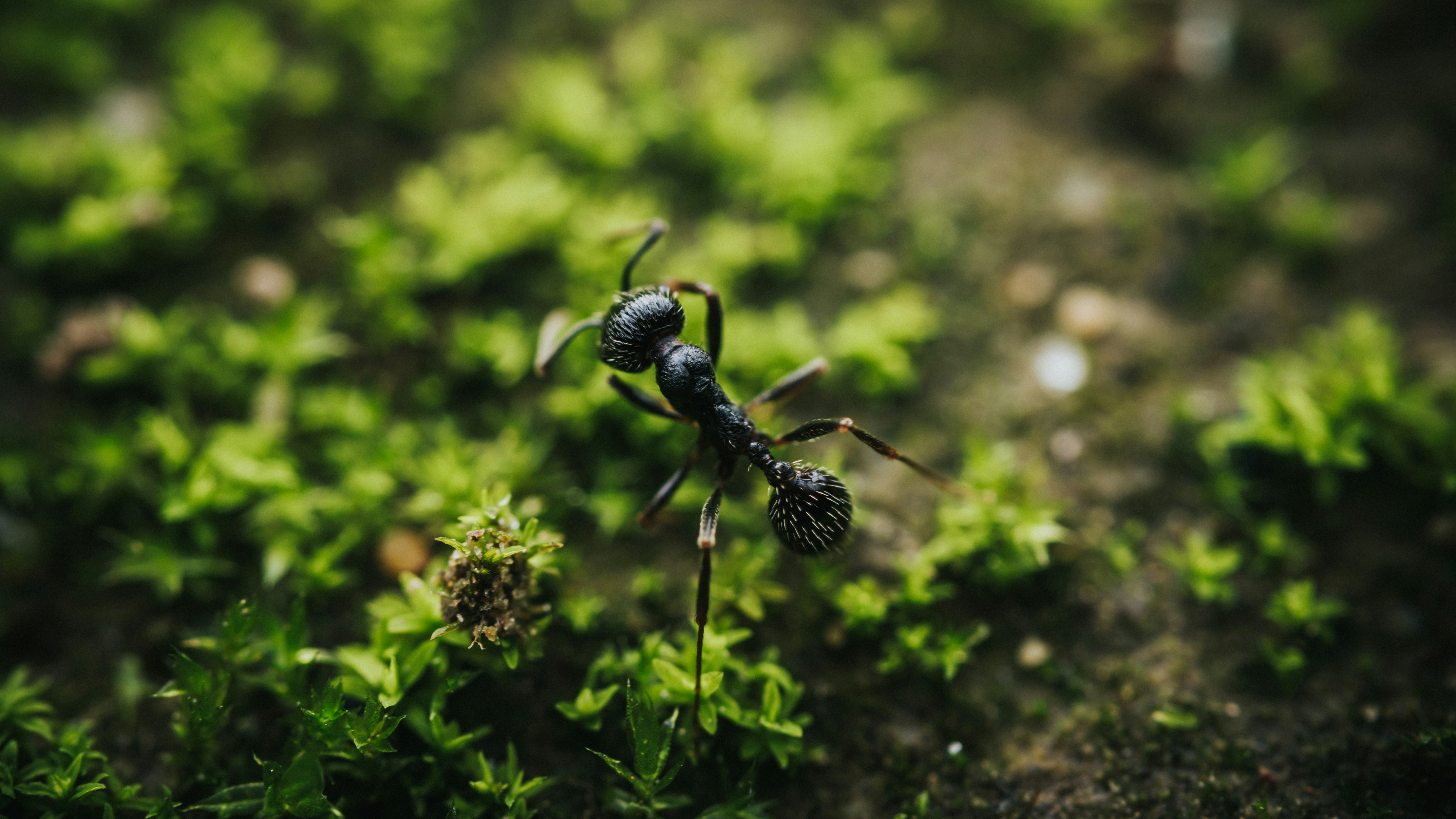 A couple of black bugs standing on top of a lush green field photo ...
