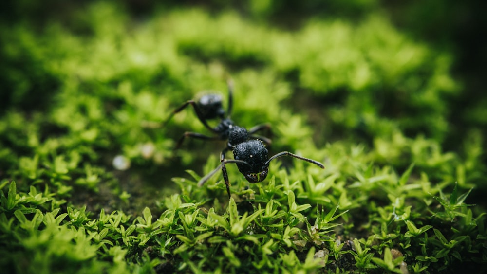 a couple of black ants standing on top of a lush green field