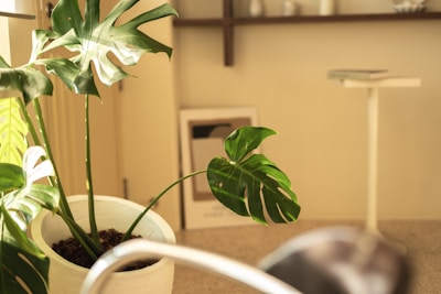 a potted plant sitting on top of a counter