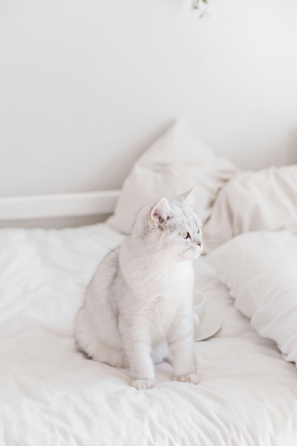 a white cat sitting on top of a white bed