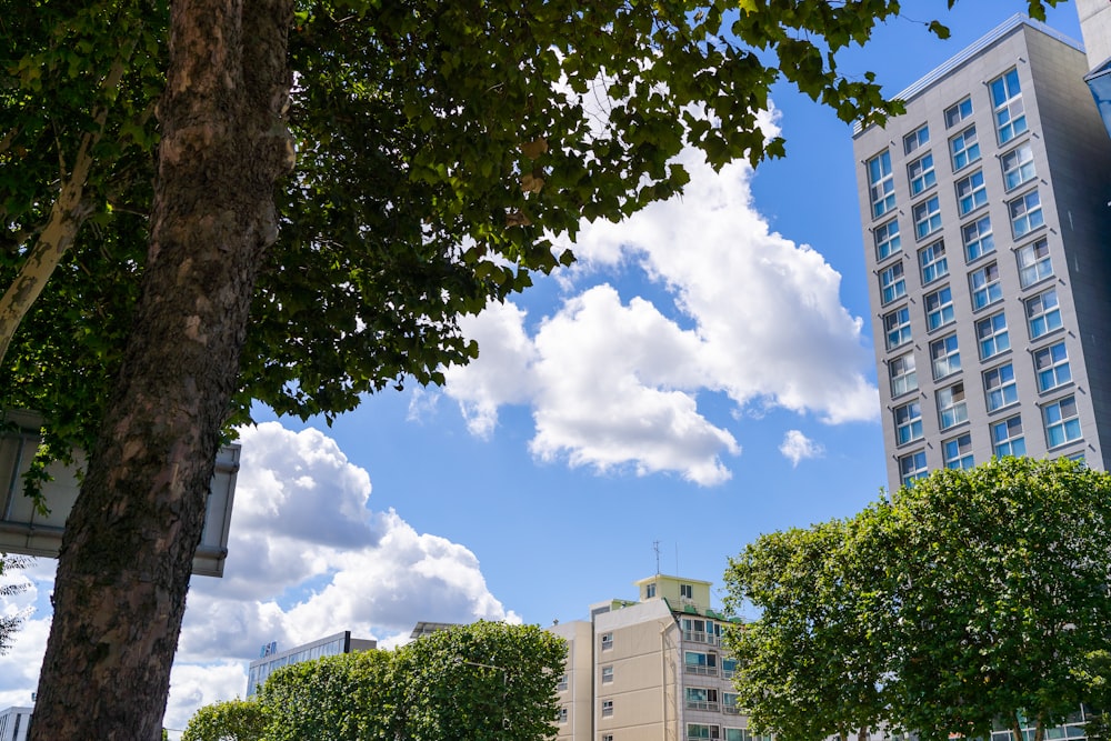 a city street lined with trees and tall buildings