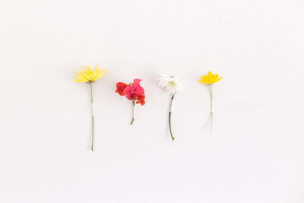 a group of four flowers sitting on top of a white surface