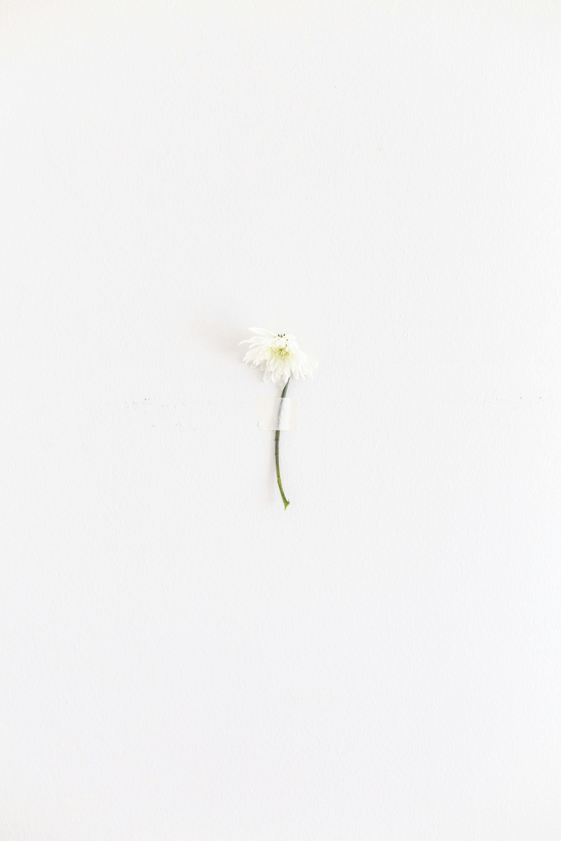 a single white flower on a white background