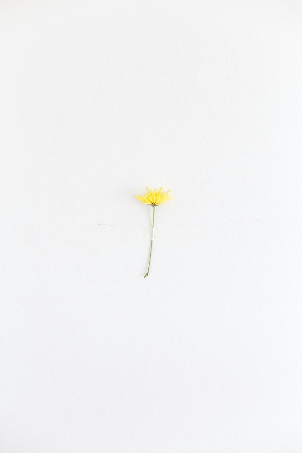 a single yellow flower on a white background