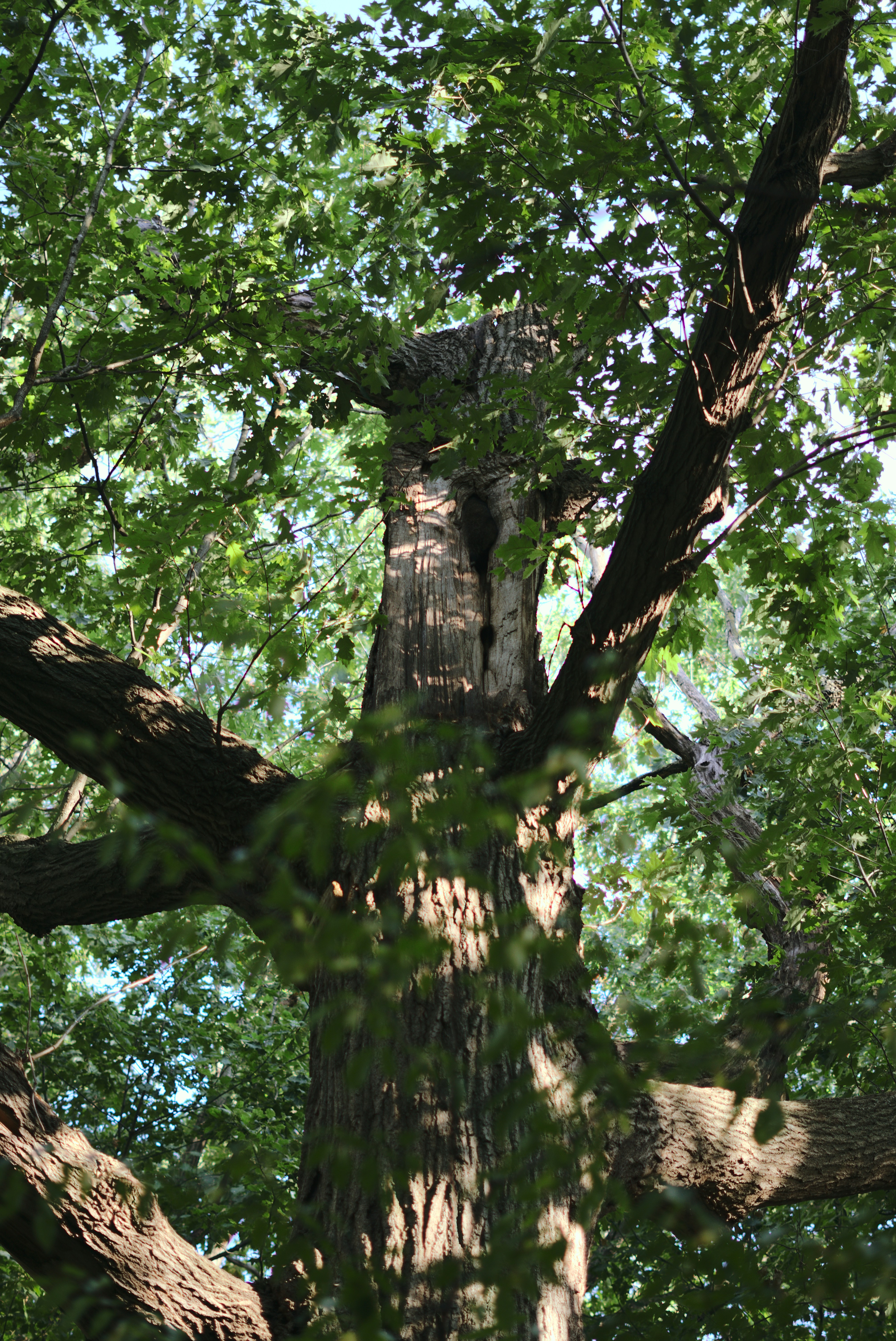 Photo by mrgreatheart