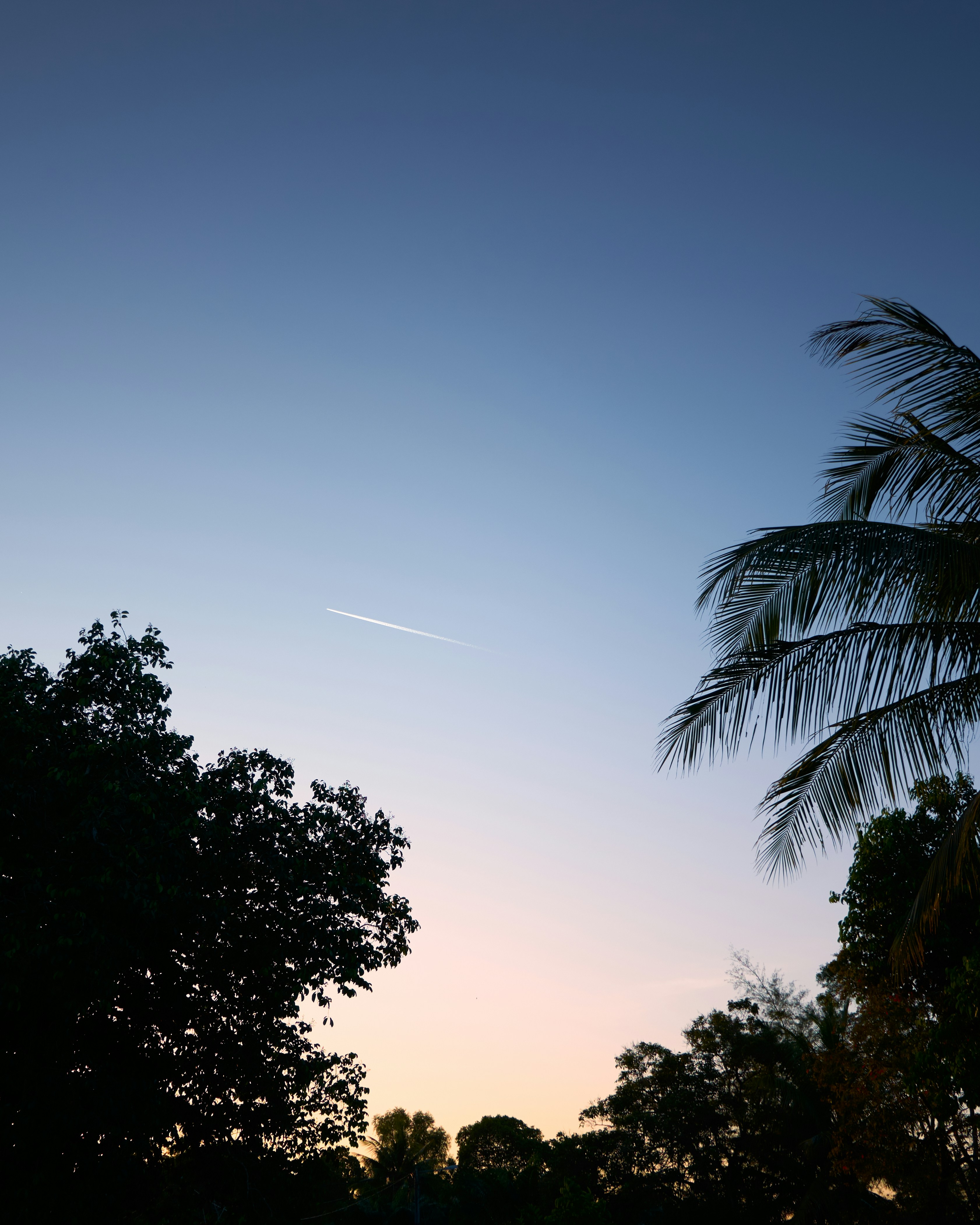 Un avion vole dans le ciel au-dessus des arbres