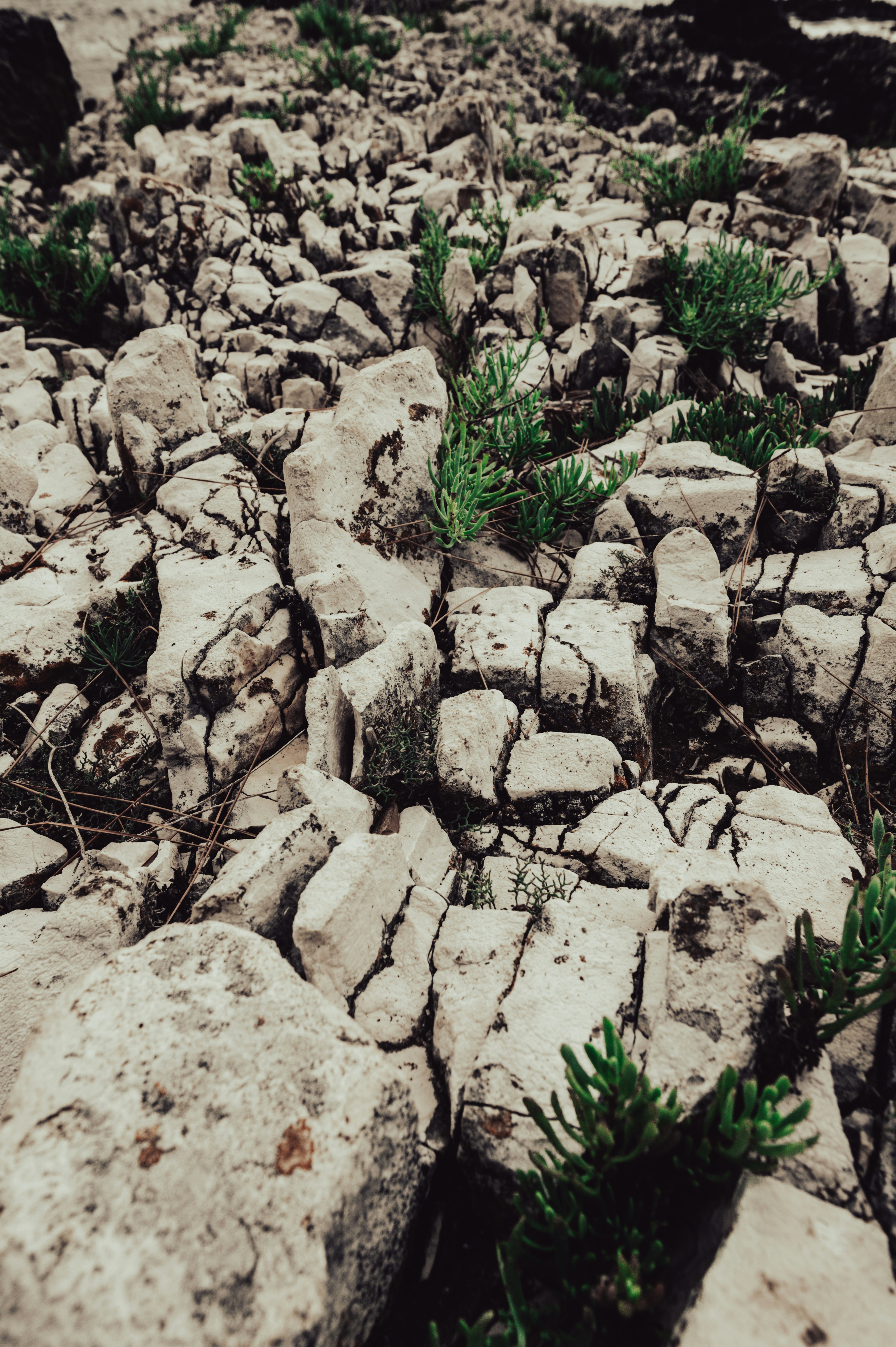 A bunch of rocks that have plants growing out of them photo – Free ...