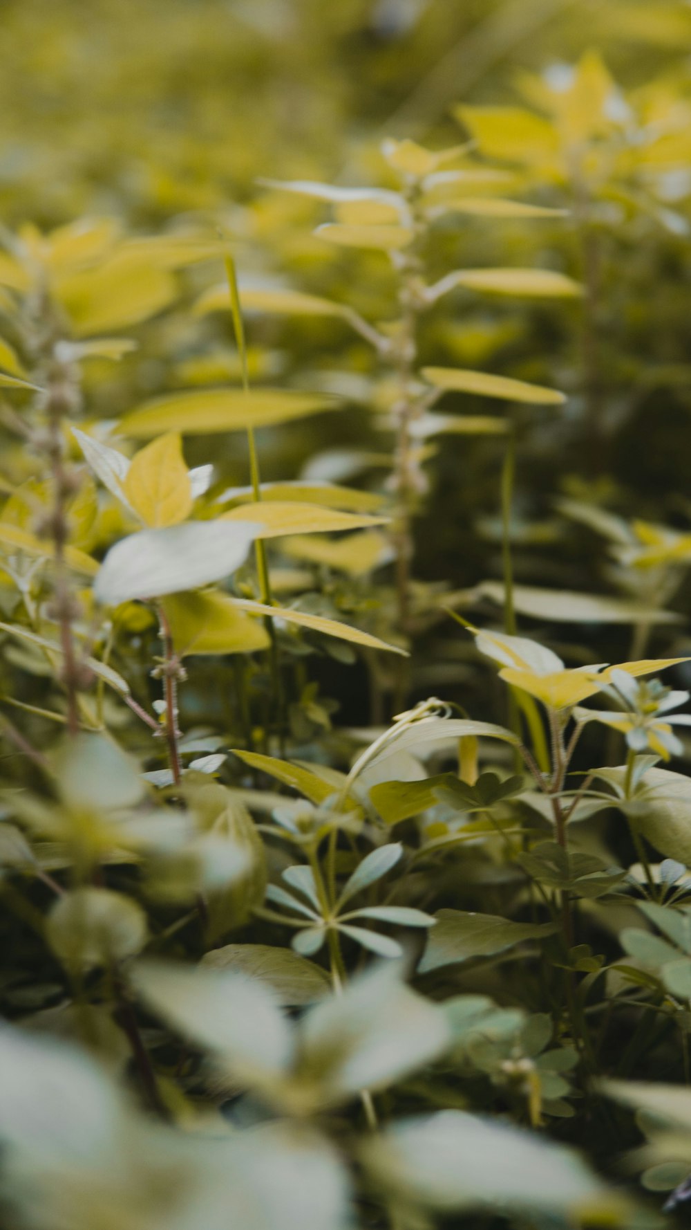 a bunch of plants that are in the grass