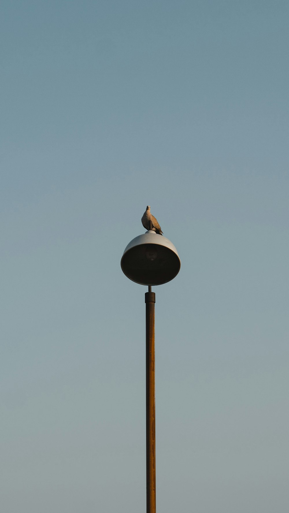 a bird sitting on top of a lamp post