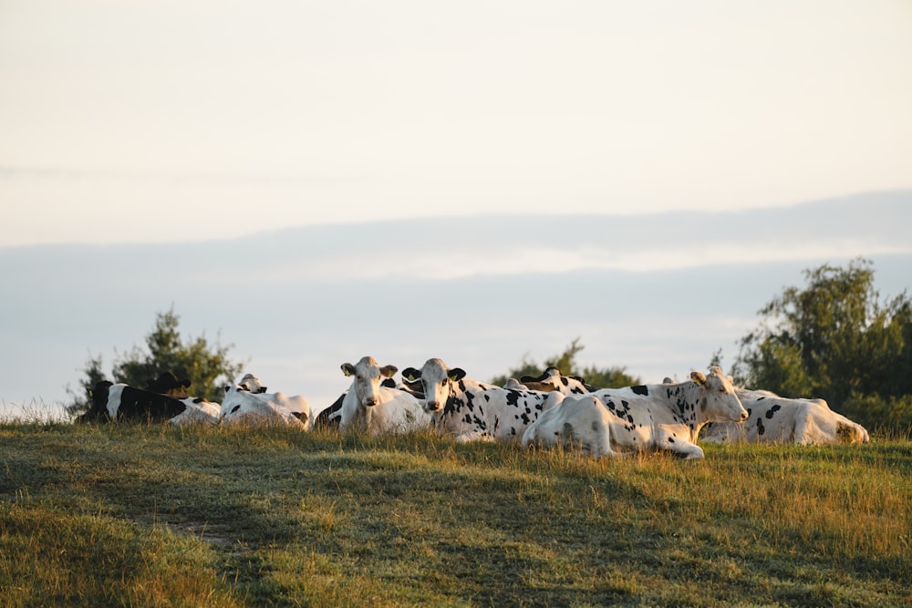 a herd of cows laying on top of a lush green field