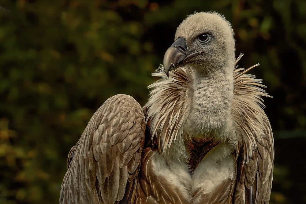 a close up of a bird of prey