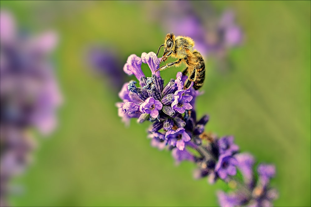 a bee on a lavender flower with a blurry background