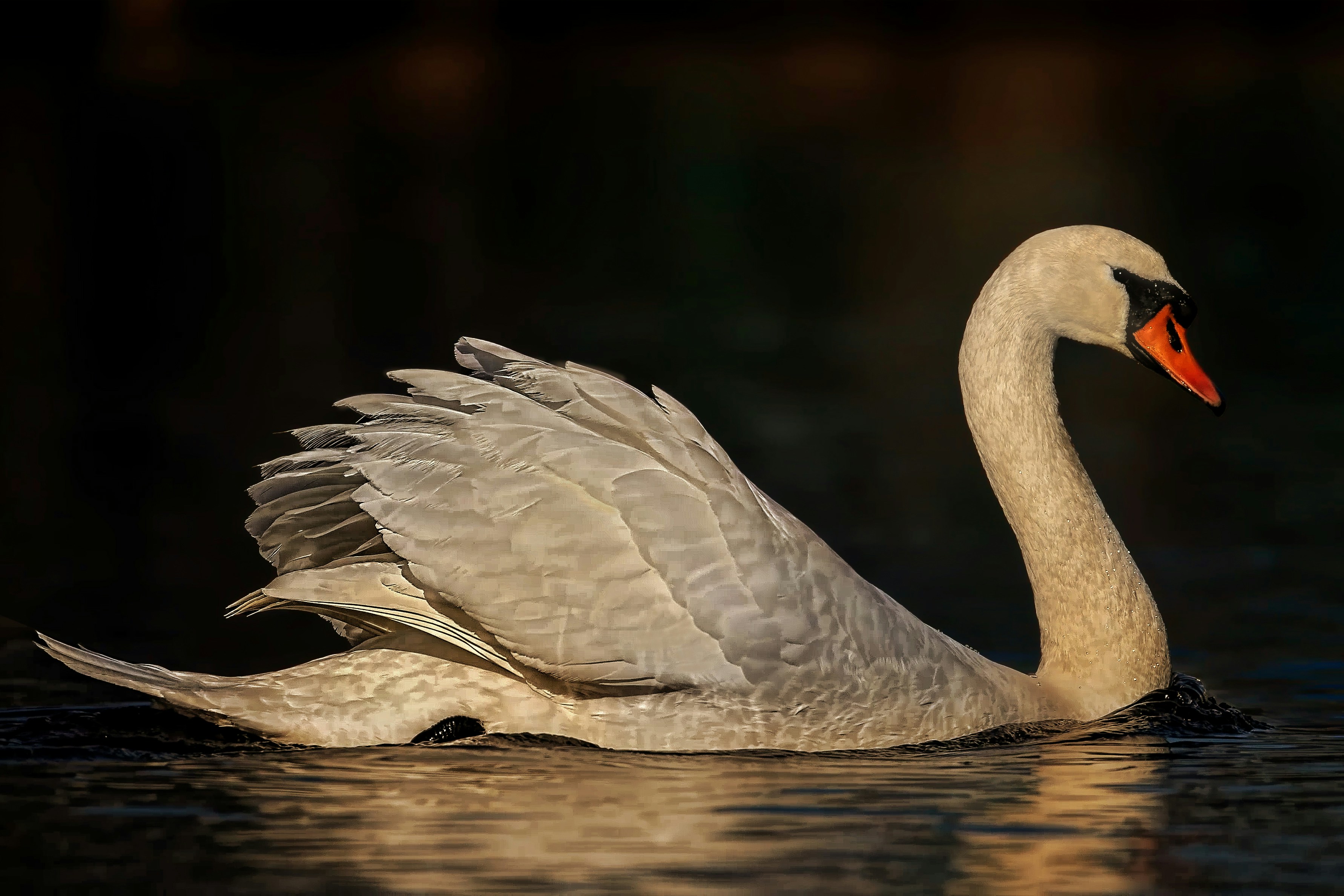 a white swan floating on top of a body of water
