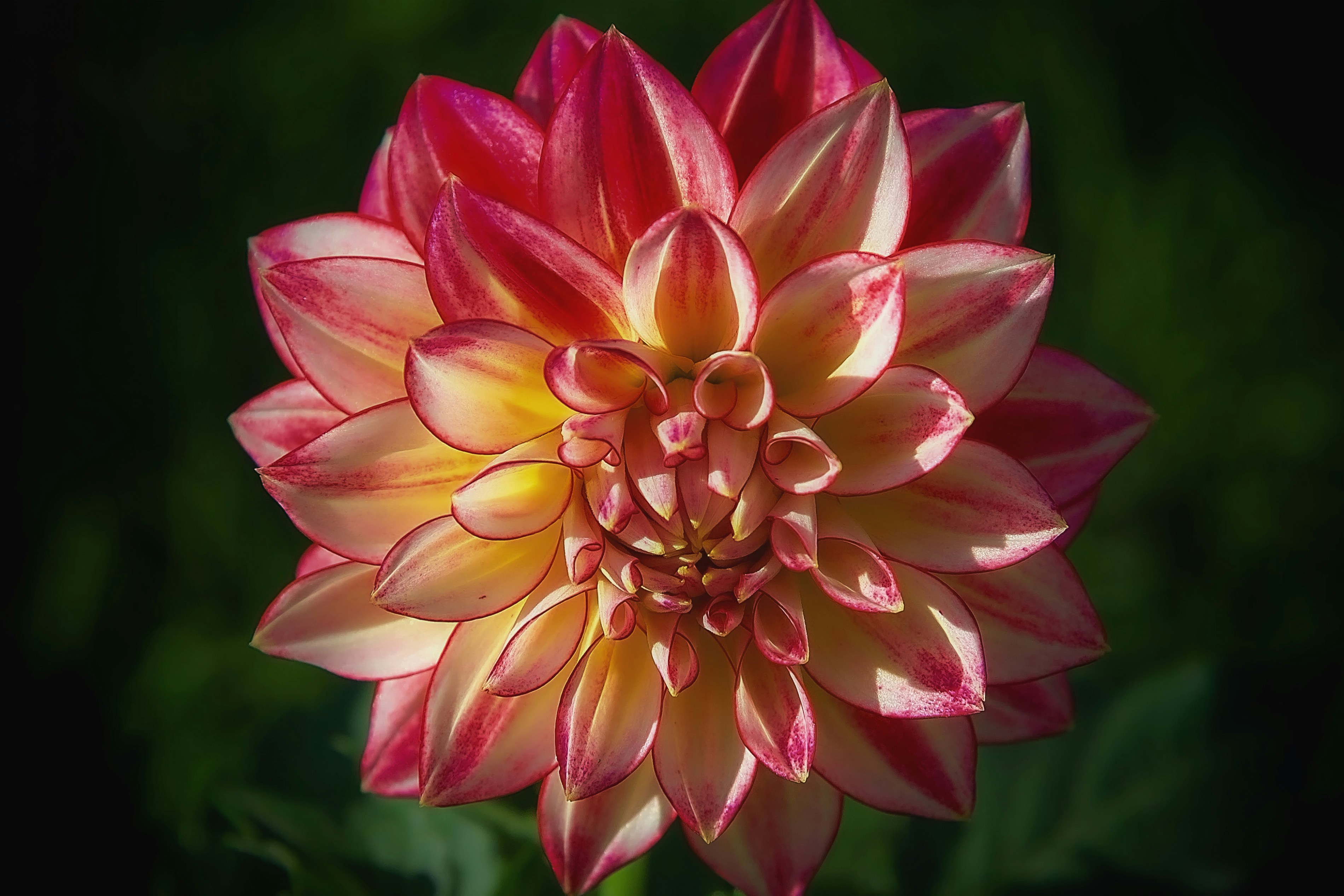 a close up of a pink and yellow flower