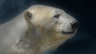 A close-up of a polar bear on a floating ice sheet.