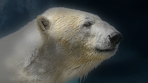 A close-up of a polar bear on a floating ice sheet.