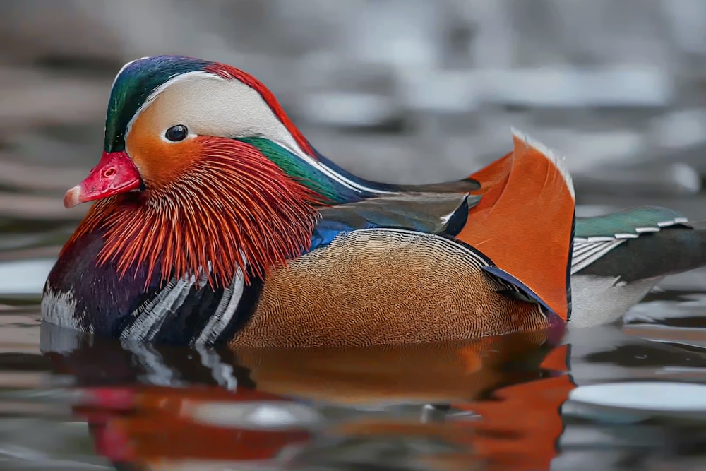 a colorful duck floating on top of a body of water