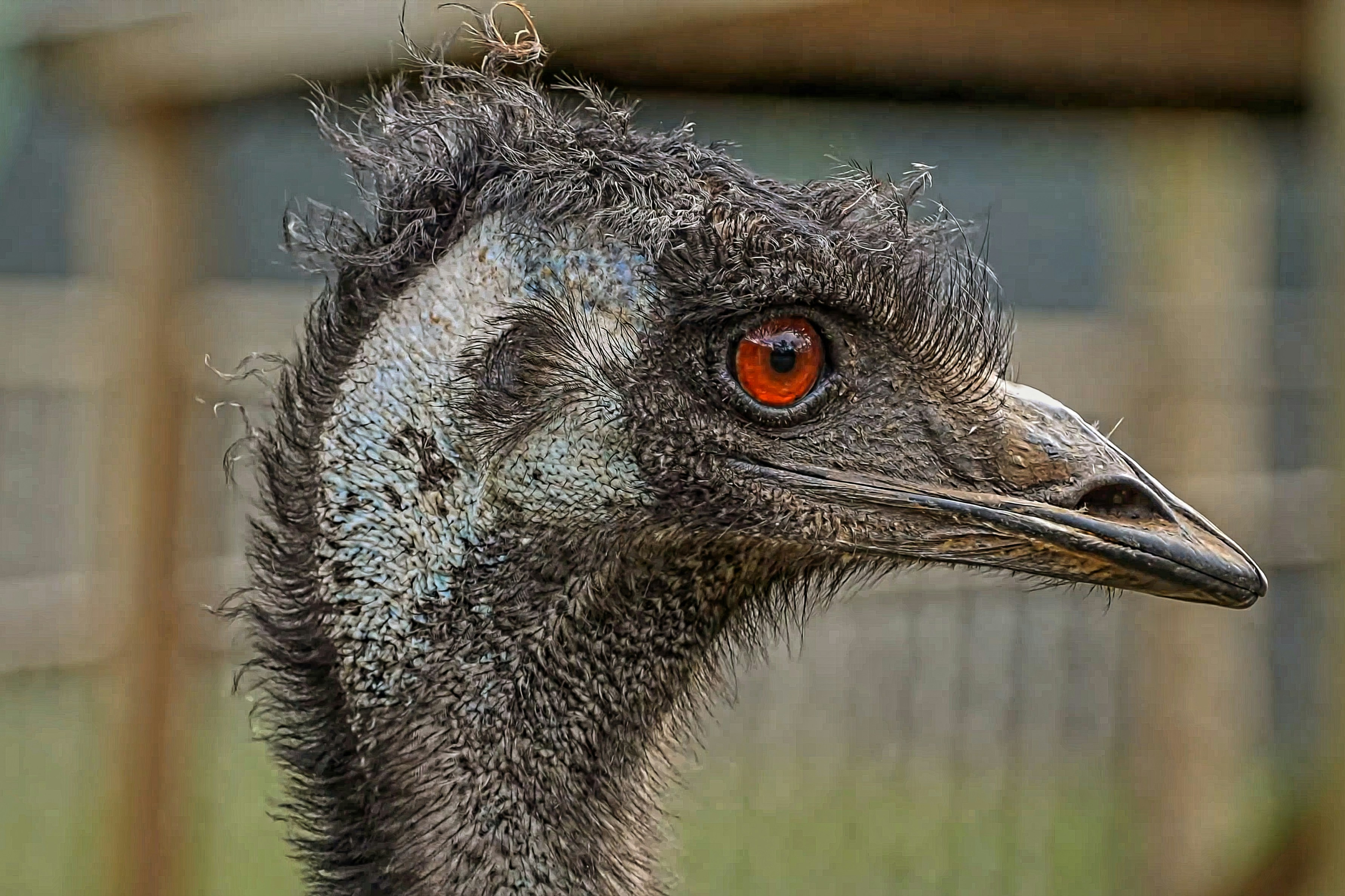 a close up of an ostrich with a fence in the background