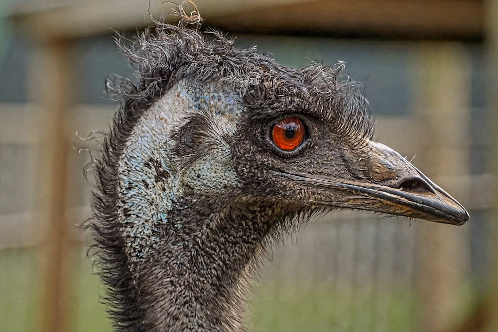 a close up of an ostrich with a fence in the background