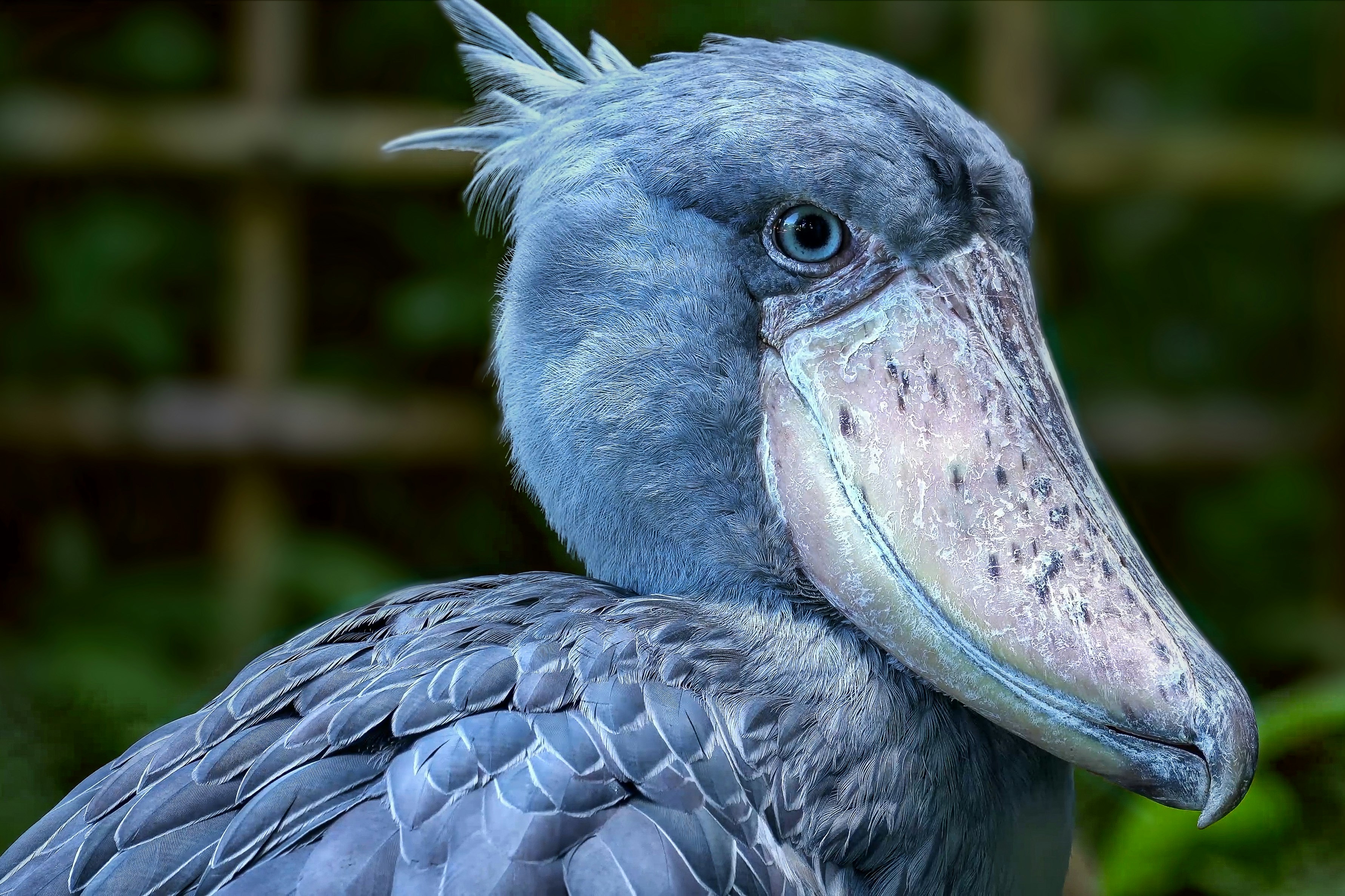 a close up of a bird with a blurry background