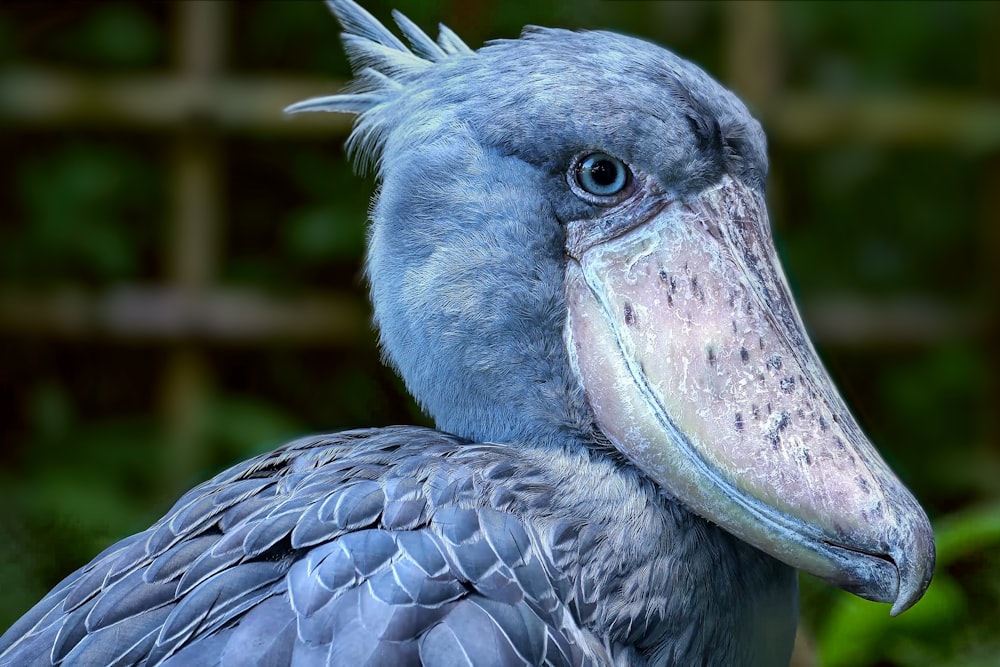 un gros plan d’un oiseau avec un arrière-plan flou