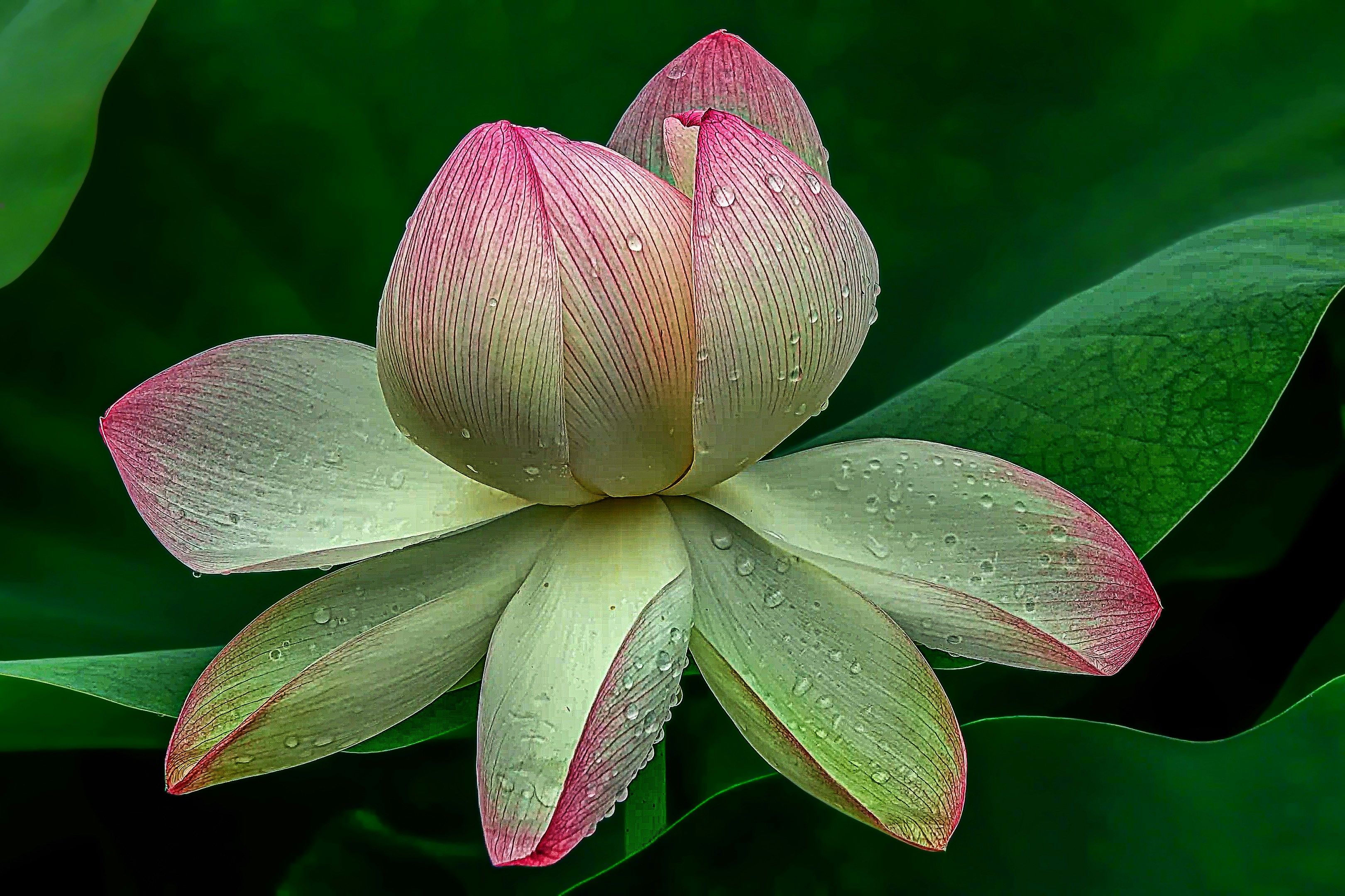 a pink and white flower with water droplets on it
